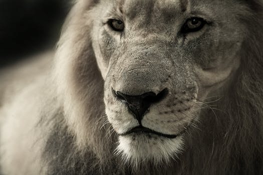 lion animal portrait africa safari 40196 - Defeat a CAGED MIND